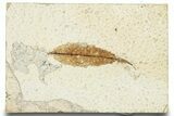 Detailed Fossil Leaf - Green River Formation, Wyoming #248209-1